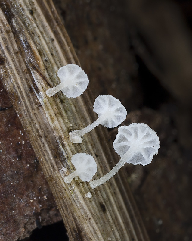 Resinomycena saccharifera